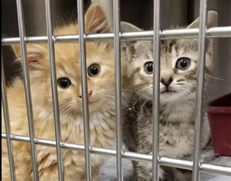 Daviess county animal shelter - Volunteers play a vital role at the Daviess County Animal Shelter. They walk dogs, care for kittens, assist with pet transportation and help with promotiona...